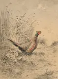 Xavier de Poret, Coq de faisan dans la campagne, pierre noire et aquarelle sur papier