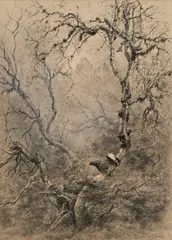 Xavier de Poret, Couple de tétras, crayon de couleur et rehauts de gouache sur papier