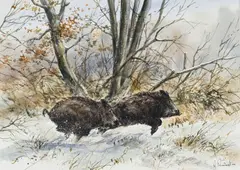 Arnaud Freminet, Deux sangliers courant dans la neige, aquarelle et rehauts de gouache sur papier