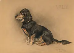 Xavier de Poret, Portrait de teckel, Valdi, 1946, fusain, crayon de couleurs et aquarelle sur papier