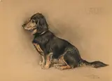 Xavier de Poret, Portrait de teckel, Valdi, 1946, fusain, crayon de couleurs et aquarelle sur papier