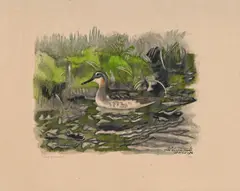 Robert Hainard, Phalarope au bord du torrent, bois gravé
