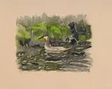 Robert Hainard, Phalarope au bord du torrent, bois gravé