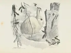 Robert Hainard, Lièvre blanc
