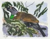 Robert Hainard, Grand coq endormi, bois gravé