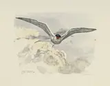 Robert Hainard, Sterne pierregarin attaquant, bois gravé