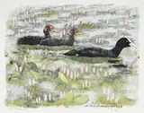 Robert Hainard, Foulques dans les renouées, bois gravé