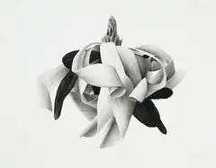 Jonathan Delafield Cook, Magnolia stellata II, 2004, fusain sur papier