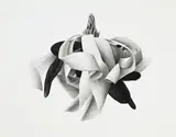 Jonathan Delafield Cook, Magnolia stellata II, 2004, fusain sur papier