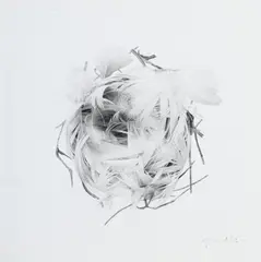 Jonathan Delafield Cook, Riparia Nest I, 2010, fusain sur papier