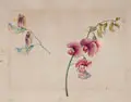 Caroline Friederike Friedrich, (zugeschr.), Rote Staudenwicke (Lathyrus latifolius). Wohl um 1800, Gouache über Blei auf "Pro Patria"-Bütten
