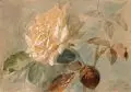 Julius Eduard Braunsdorf, Rose, 1920, Aquarell auf getöntem Papier