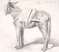 Richard Müller, Esel. Florenz, 1928, Kohlestiftzeichnung auf festem Papier