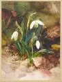 Arno Drescher, Schneeglöckchen / Hyacinthe / Alpenglöckchen / Felsennelke. Frühe 1950er Jahre