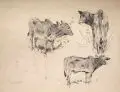 Wilhelm Kuhnert, Zebu–Studien, 1892, Grafitzeichnung