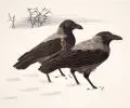 Aage Sikker Hansen, Zwei Krähen im Schnee. 1. H. 20. Jh, Farblithografie