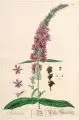 Elizabeth Blackwell, Salicaria. Rother Wenderich, Kupferstich, altkoloriert, auf feinem Bütten