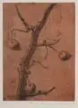 Gussy Hippold-Ahnert, Mispelzweig / Spinne und Skorpion / Käfer / Käfer beieinander. 1932– 1933, Radierungen mit brauner Tonplatte auf Bütten