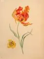 Papageien-Tulpe by Hans Rudolph Hentschel, 1920, Gouache und Bleistift auf festem Papier, sold Mar 2020
