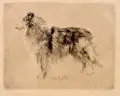 Richard Müller, Schottischer Schäferhund