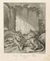 Johann Elias Ridinger, Sieben Tierdarstellungen, 1738-1740, Radierungen auf Bütten. "Bartichte Meerkatze"