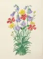 Hans Clar, Fünf Blumendarstellungen. Wohl 1920er– 1930er Jahre by Hans (Johann) Clar, Aquarelle über Tusche auf chamoisfarbenem Papier, sold Dec 2019