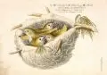 Johann Leonhard Frisch, Vorstellung der Vögel in Deutschland, 1733/1763, Kupferstiche, altkoloriert, auf Bütten