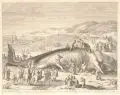 Gilliam van der Gouwen, Der gestrandete Pottwal zwischen Scheveningen und Katwyk, Um 1680, Kupferstich auf Bütten mit Wasserzeichen nach Jacob Matham