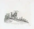 Der Ziegenbock by Johann Elias Ridinger, Kupferstiche auf "Thurneisen" -Bütten, sold Jun 2019