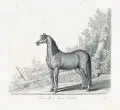 Das Pferd by Johann Elias Ridinger, Kupferstiche auf Bütten, sold Jun 2019