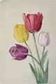 Erich Lindenau, Vier Tulpen. Wohl 1930er-1940er Jahre