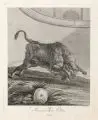 Johann Elias Ridinger, Flüchtiger Auer-Ochse, 1738-1740, Radierung auf Bütten mit roter Schnittverzierung an der re