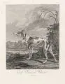 Johann Elias Ridinger, Gross Irlaendisch Windspiel, Radierungen auf Bütten