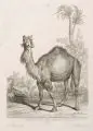 Martin Elias Ridinger, Ein Camel mit einem Höcker, Radierung auf kräftigem Bütten mit Wasserzeichen "Wangen"