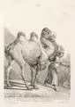 Martin Elias Ridinger, Ein Camel mit zwei Höckern, Radierung auf kräftigem Papier mit angeschnittenem Wasserzeichen "Thurneisen" am u