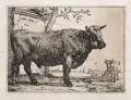 Paulus Potter, Der Stier, 1650, Radierung auf feinem Bütten