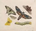 Johann Stephan Capieux, Zwei enzyklopädische Schmetterlingsdarstellungen, 1806, Kolorierte Radierungen auf Bütten