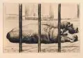Richard Müller, Nilpferde, Kaltnadelradierung mit Plattenton auf festem Bütten