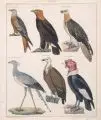 Lorenz Oken, Okens allgemeine Naturgeschichte, 1843, Kolorierte Lithografien
