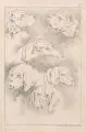 Hundeköpfe. Mitte 18. Jh by Johann Elias Ridinger, Kupferstich auf Bütten, sold Mar 2017