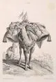 Martin Elias Ridinger, Wahre Abschilderung eines beladenen Camels, bei einer Türckischen Caravane, Kupferstichradierung auf kräftigem Papier mit angeschnittenem Wasserzeichen (typografisch) am o