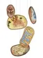 Veit Hofmann, Fünf Anemophile. 2002 -2004, Collagen (Pappelholz, Japanpapier, Aquarellfarben, Linolschnitt, Tusche)