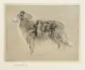 Richard Müller, Schottischer Schäferhund
