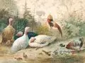 Robert Erbe, Truthühner, Hahn und und Wildente im Garten, 1884, Aquarell und Gouache auf Papier
