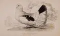John Hunt, / William Home Lizars, Acht Vogeldarstellungen. 1815- Mitte 19. Jh, Radierungen, handkoloriert