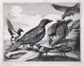 Wenceslaus Hollar, (Kopien nach), Fünf Vogeldarstellungen. 17./ 18. Jh