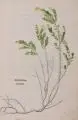 (zugeschr.), Zwei botanische Illustrationen by Heinrich Füllmaurer, 1543, Holzschnitte, alt koloriert, sold Jun 2014