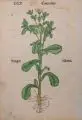 Hans Weiditz, (zugeschr.), Zwölf botanische Illustrationen, 1532, Holzschnitte