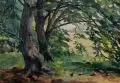 Julie Wolfthorn, Alte Buchen am Schwielowsee. Wohl 1920er Jahre, Aquarell über Bleistiftzeichnung