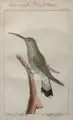 George-Louis Leclerc de Buffon, George Louis Leclerc Buffon, Fünf Vogeldarstellungen. 1770- 1783, Kupferstiche, koloriert